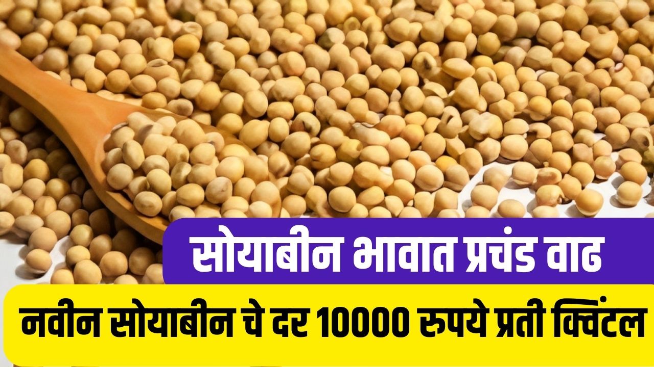 सोयाबीन चे दर 5500 लवकरच गाठणार दहा हजाराचा टप्पा